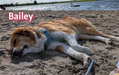 Bailey, Herdenschutzhund - Hündin