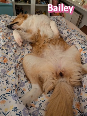Bailey, Herdenschutzhund - Hündin