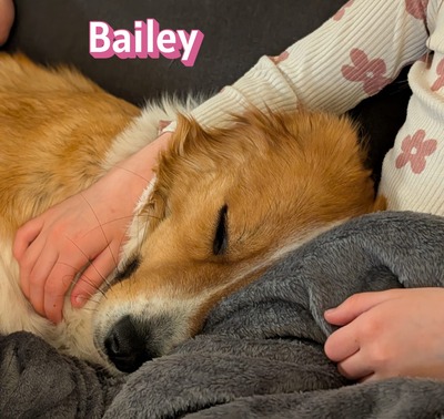 Bailey, Herdenschutzhund - Hündin
