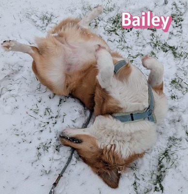 Bailey, Herdenschutzhund - Hündin