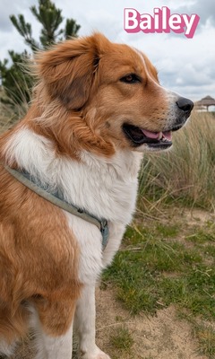Bailey, Herdenschutzhund - Hündin