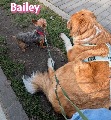 Bailey, Herdenschutzhund - Hündin