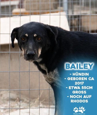 Bailey, Husky-Mix - Hündin