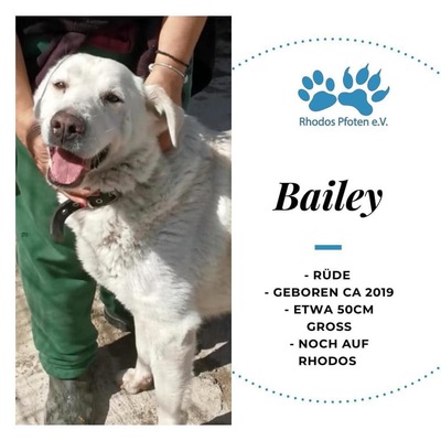 Bailey, M9schling - Rüde