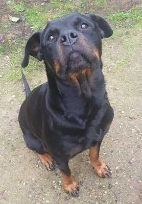 Bailey, Rottweiler - Hündin