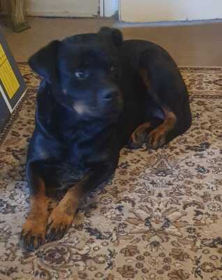 Bailey, Rottweiler - Hündin