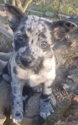 Bailey , Wiskey und Vodka, Mudi Welpen - Hündin
