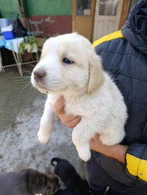 Bailey, süßes Womperle sucht seine Menschen, Mischling Welpen - Rüde