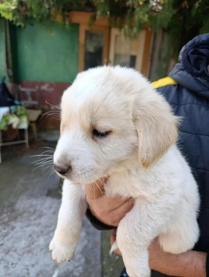 Bailey, süßes Womperle sucht seine Menschen, Mischling Welpen - Rüde