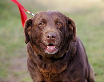 Bajana, Mischling - Hündin