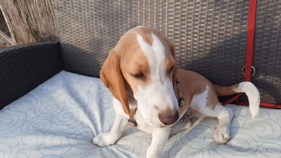 Baks, Beagle - Rüde 1