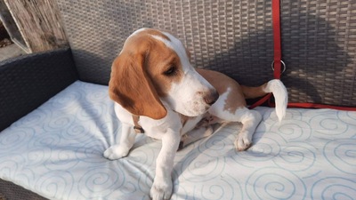 Baks, Beagle - Rüde