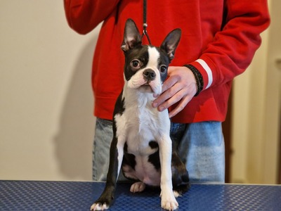 Baks, Boston Terrier Welpen - Rüde