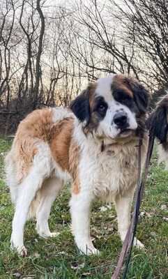 💐 Balerion, noch in der Slowakei (NB) - freundlich, Bernhadiner Mix - Rüde