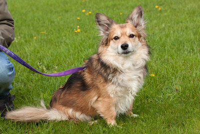 Bali, Corgi-Sheltie-Mix - Rüde