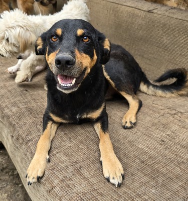 Bali, Mix - Rüde