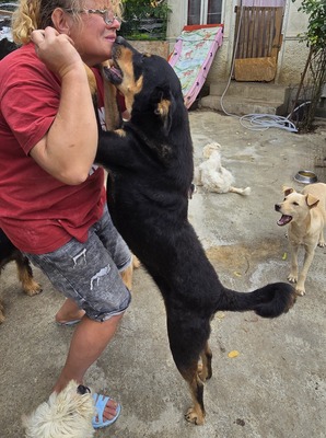 Bali, Mix - Rüde