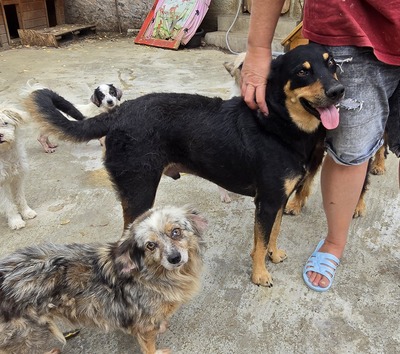 Bali, Mix - Rüde