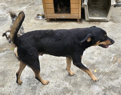 Bali, Mix - Rüde
