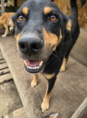 Bali, Mix - Rüde