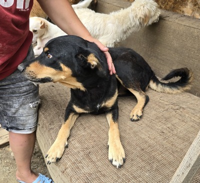 Bali, Mix - Rüde