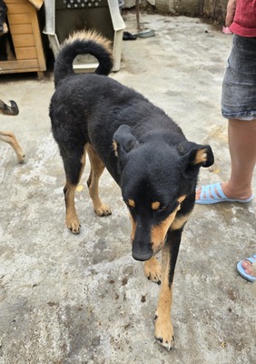 Bali, Mix - Rüde