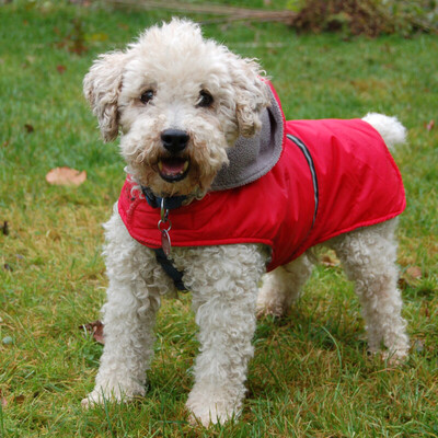 Bally, Zwergpudel-Mix - Rüde