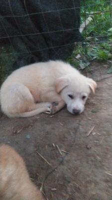 Balou, Mischling - Rüde