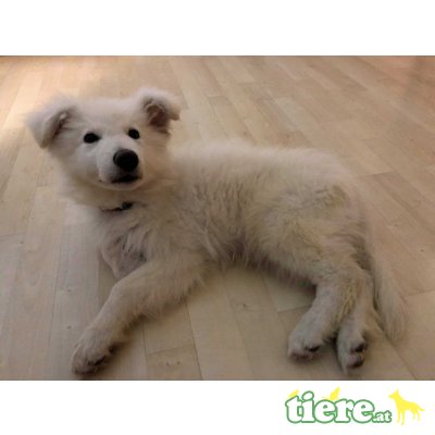 Balou, Weißer Schweizer Schäferhund Welpen - Rüde