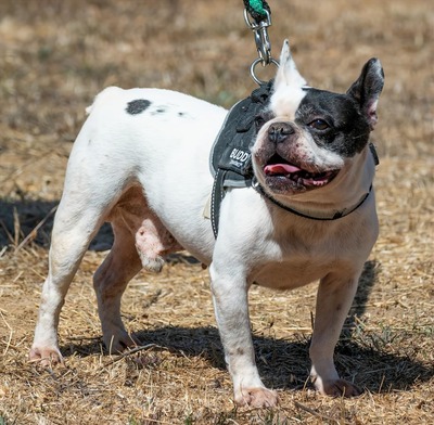 Balou - ein kleiner Clown, Franz. Bulldogge - Rüde