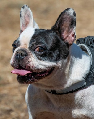 Balou - ein kleiner Clown, Franz. Bulldogge - Rüde