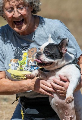 Balou - ein kleiner Clown, Franz. Bulldogge - Rüde