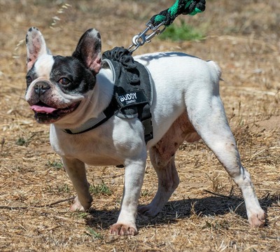 Balou - ein kleiner Clown, Franz. Bulldogge - Rüde