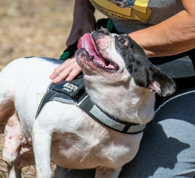 Balou - ein kleiner Clown, Französische Bulldogge - Rüde