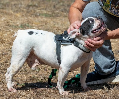Balou - ein kleiner Clown, Französische Bulldogge - Rüde