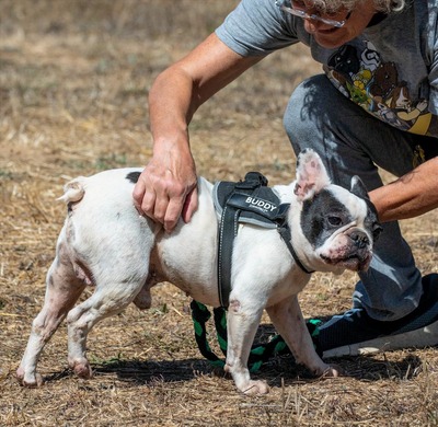 Balou - ein kleiner Clown, Französische Bulldogge - Rüde
