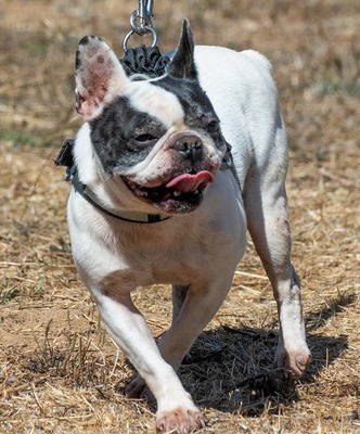 Balou - ein kleiner Clown, Französische Bulldogge - Rüde