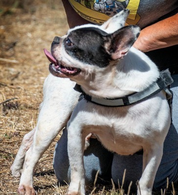 Balou - ein kleiner Clown, Typ französische Bulldogge (kein Stammbaum) - Rüde
