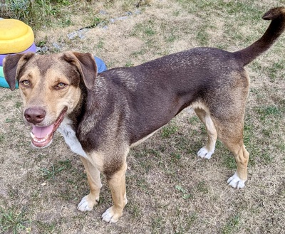 Balto/Anton, Labrador - Mix - Rüde