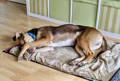 Balto/Anton, Labrador - Mix - Rüde