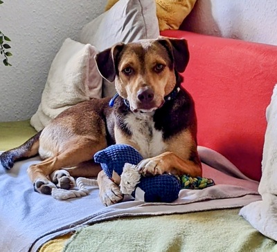 Balto/Anton, Labrador - Mix - Rüde