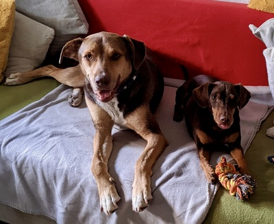 Balto/Anton, Labrador - Mix - Rüde
