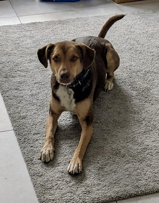 Balto/Anton, Labrador - Mix - Rüde