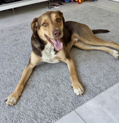 Balto/Anton, Labrador - Mix - Rüde