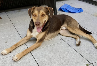 Balto/Anton, Labrador - Mix - Rüde
