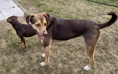Balto/Anton, Labrador - Mix - Rüde