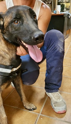 Balto, Malinois - Mix - Rüde
