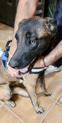 Balto, Malinois - Mix - Rüde