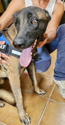 Balto, Malinois - Mix - Rüde