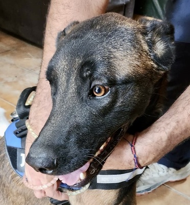 Balto, Malinois - Mix - Rüde